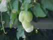 NJtomatoe1.jpg (21797 bytes)